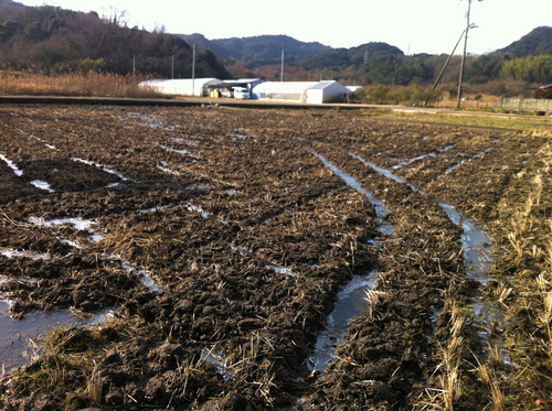冬の田んぼ.jpg