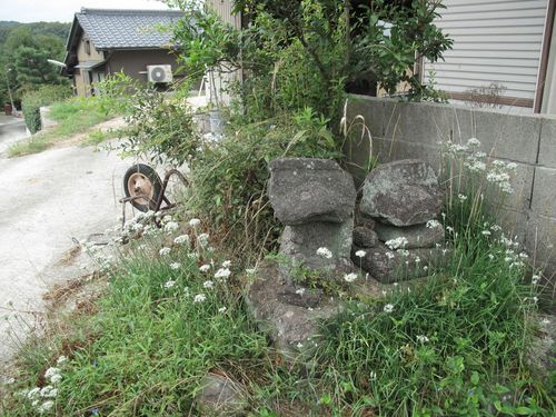 jinusi.jpg