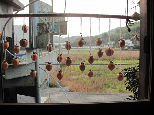 teshima_11_11.jpg