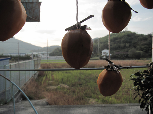 teshima_11_12.jpg