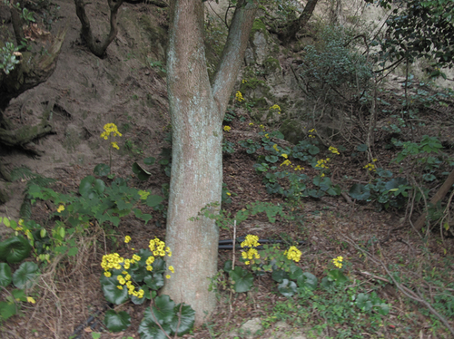 teshima_11_7.jpg